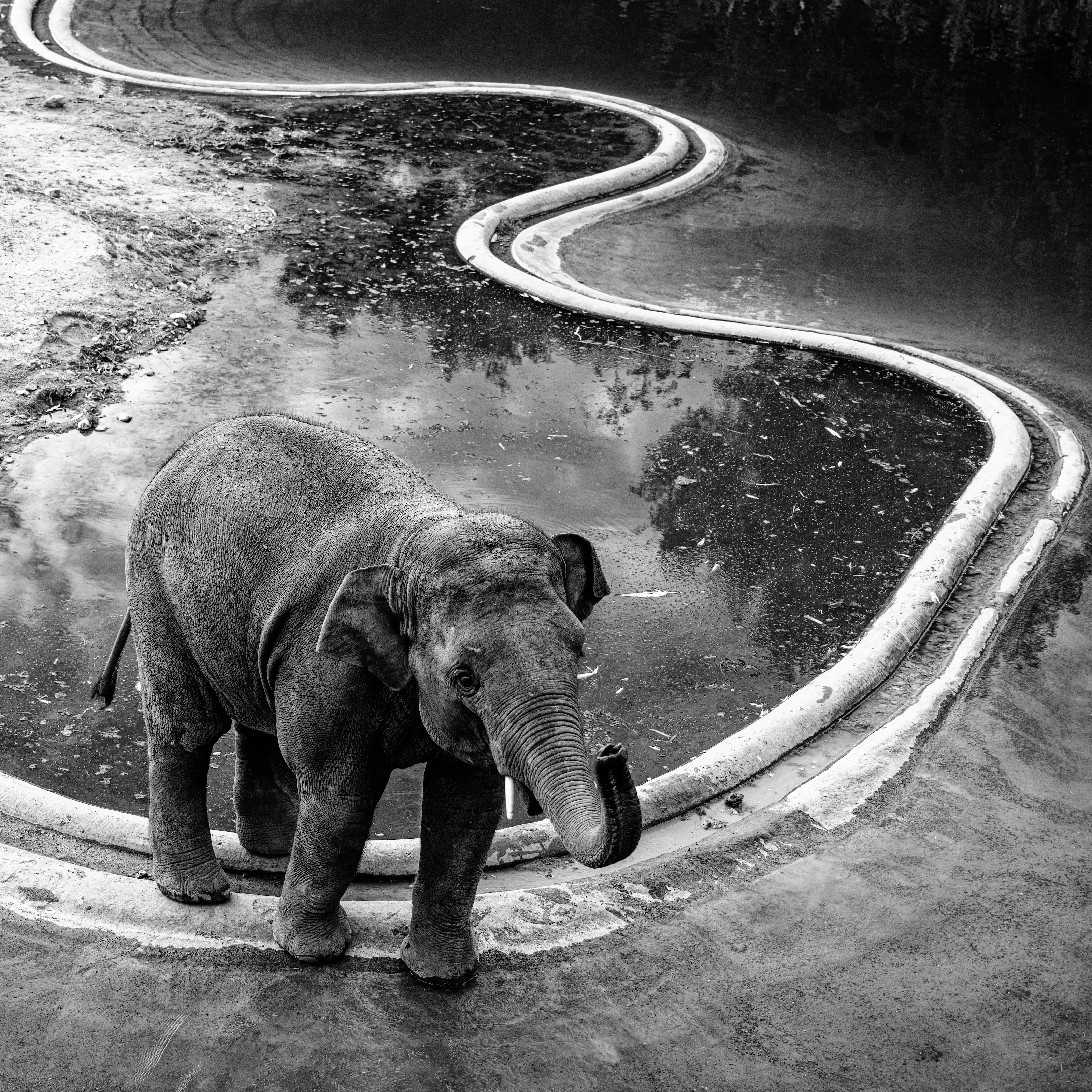 Baby African elephant — wildlife photography by Gus McEwan