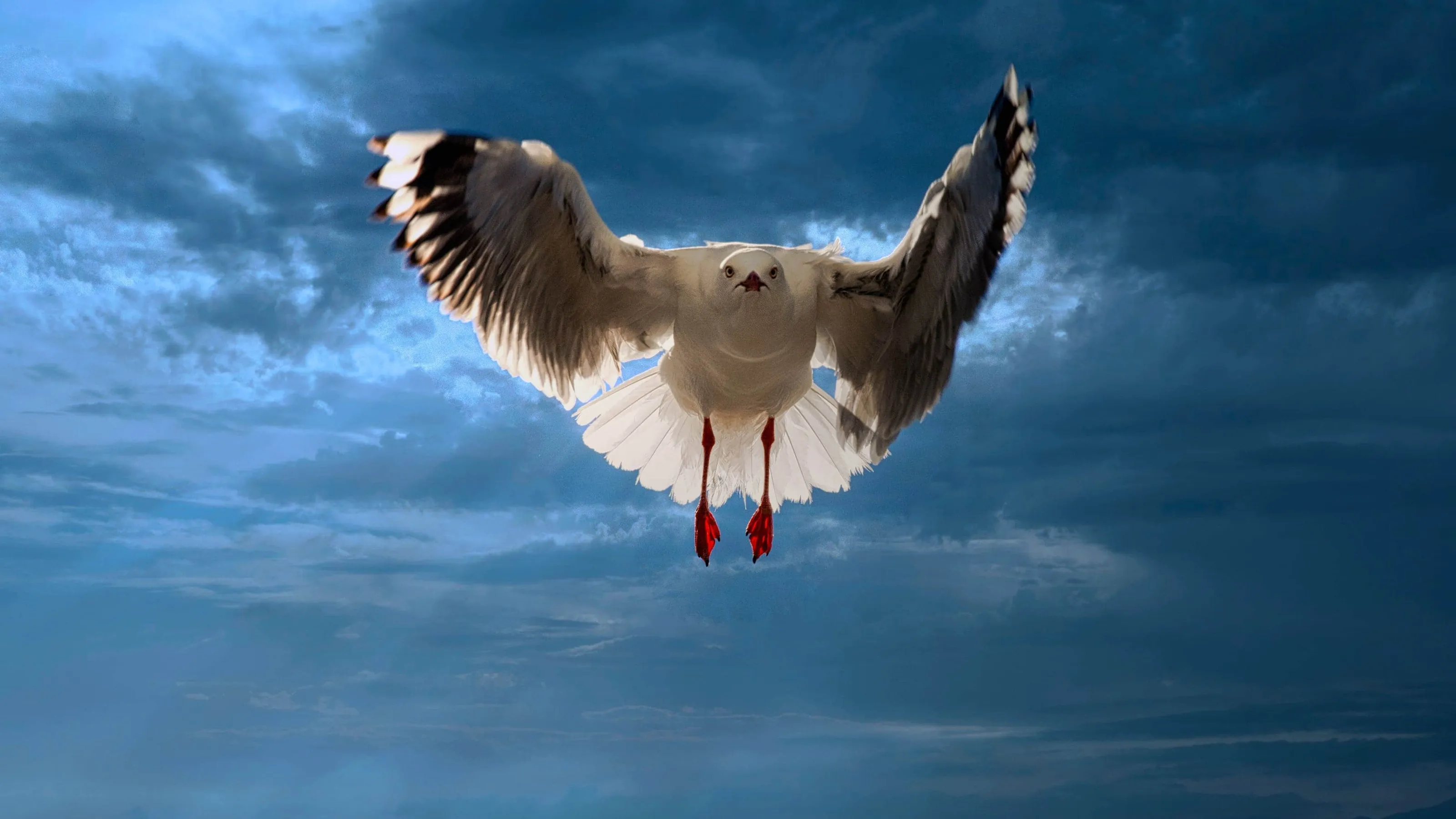 Australian gull — wildlife photography by Gus McEwan