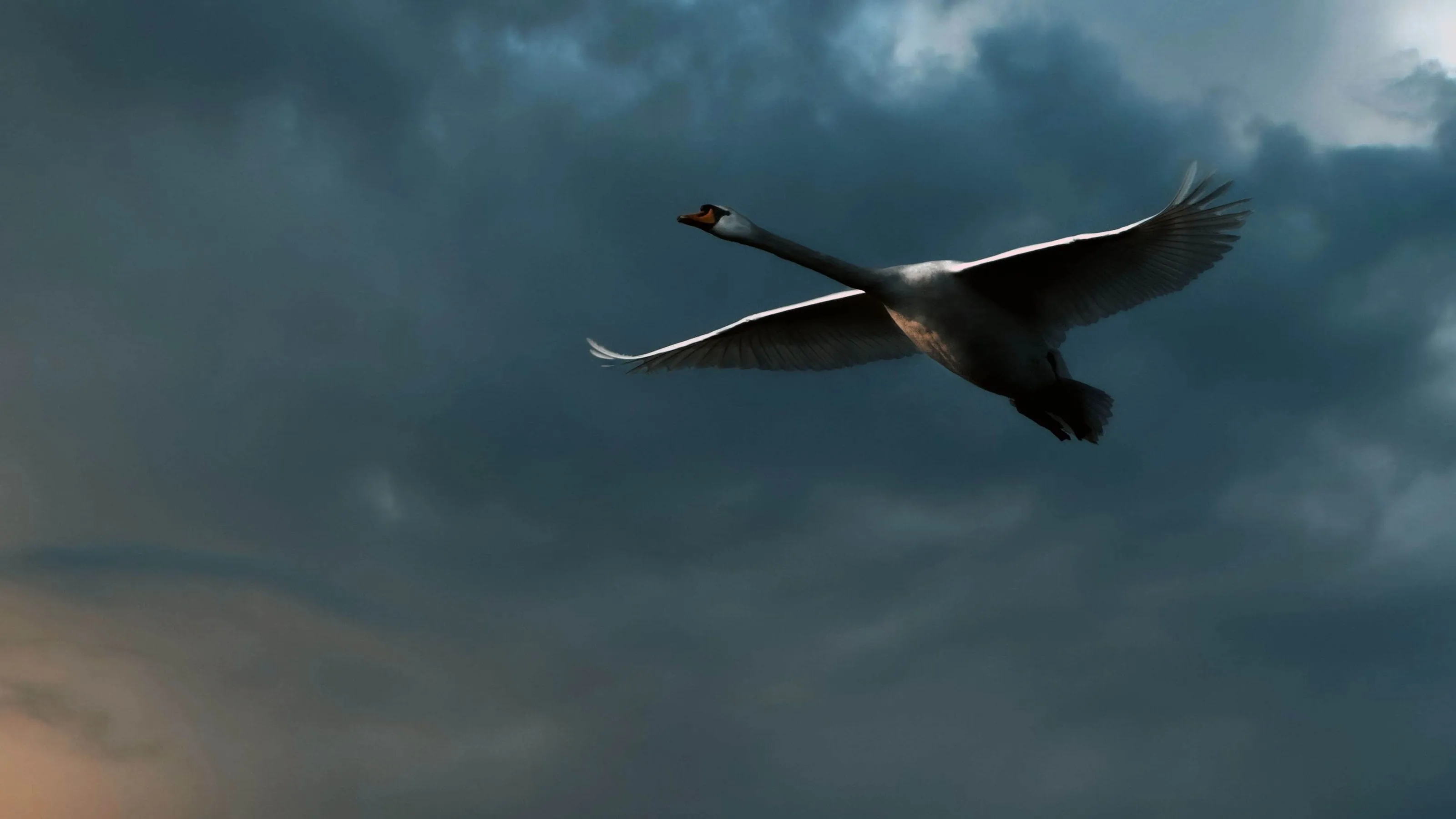 King swan — nature photography by Gus McEwan