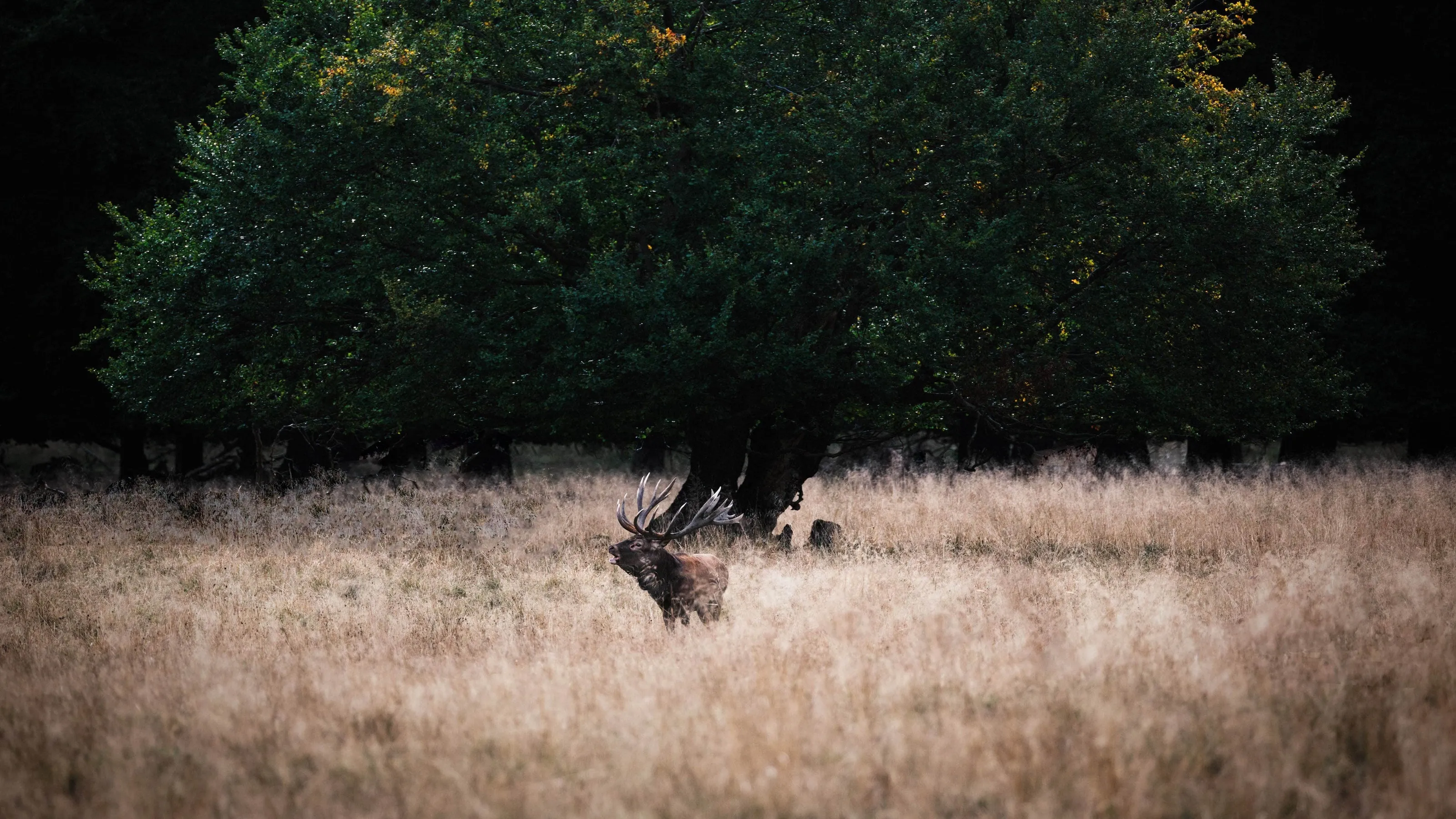 Royal red deer stag — wildlife photography by Gus McEwan