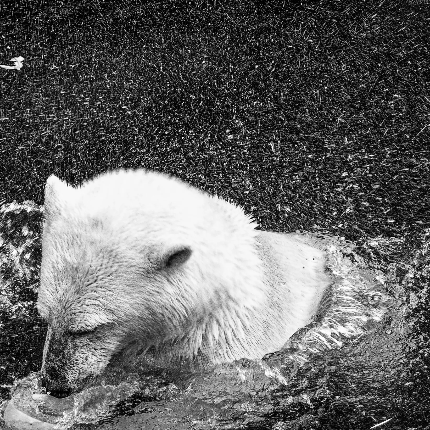 Polar bear — wildlife photography by Gus McEwan